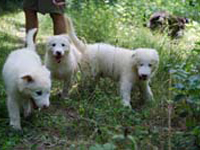 cuccioli mastino abruzzese taglia gigante